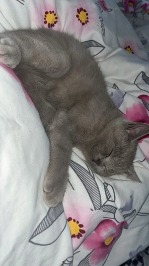 Vând pui de british shorthair  - imagine 4