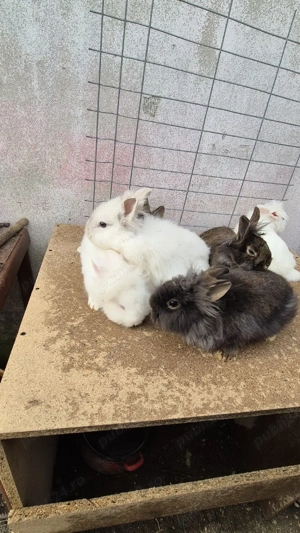 femele cap de leu  - imagine 5