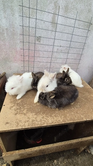 femele cap de leu  - imagine 4