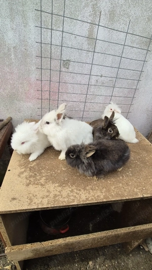 femele cap de leu  - imagine 2