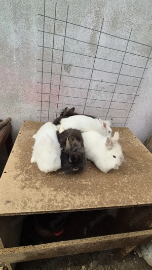 femele cap de leu  - imagine 3