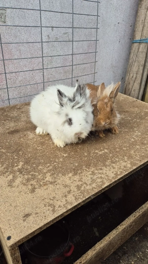 masculi cap de leu - imagine 2