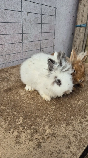 masculi cap de leu - imagine 3