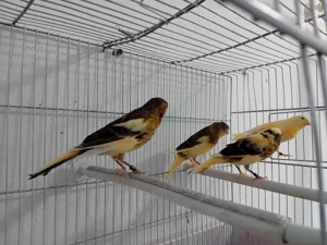 Canari timbrado  - imagine 2