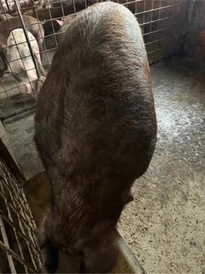 Porci de vanzare - imagine 3