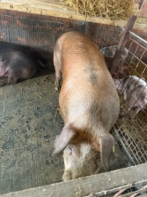 Porci de vanzare - imagine 4