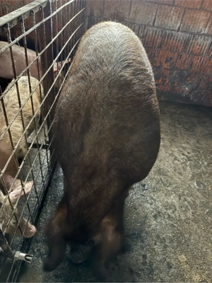 Porci de vanzare - imagine 5