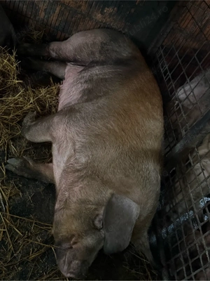 Porci de vanzare - imagine 2