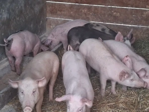 vând 8 soldani de 35kg(masculi sunt castraţi)