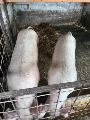 Porci de vanzare 130-150KG - imagine 5