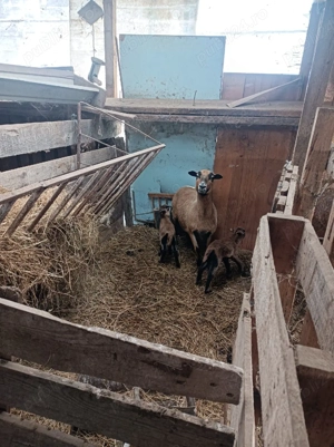 vind oi de camerun - imagine 2