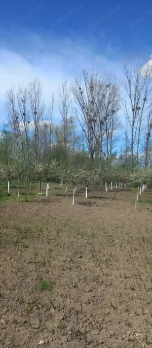 Casa de Vanzare in Osica de Sus - imagine 4