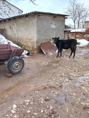 Vitica angus pentru crescut