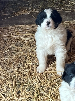 Ciobănesc de Bucovina