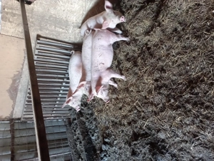 Purcei atercatii - imagine 2