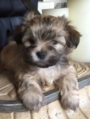 Bichon Havanez cu pedigree 