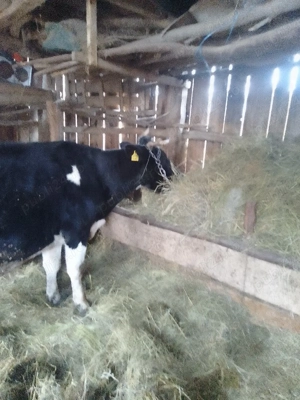 vaca de vanzare - imagine 2