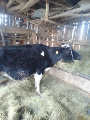 vaca de vanzare - imagine 3