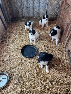 Ciobănesc de Bucovina - imagine 5