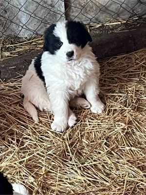 Ciobănesc de Bucovina - imagine 4