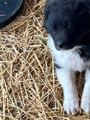 Ciobănesc de Bucovina - imagine 2