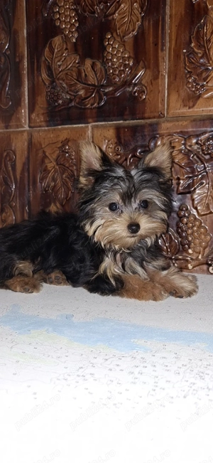 Yorkshire terrier