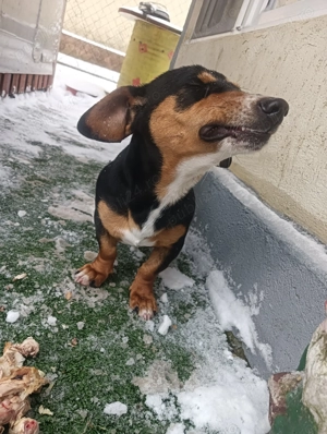 Vând câine rasa Teckel varsta 7 luni  - imagine 2