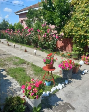 Casa de Vanzare in Osica de Sus - imagine 5