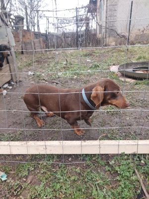 mascul teckel  - imagine 3