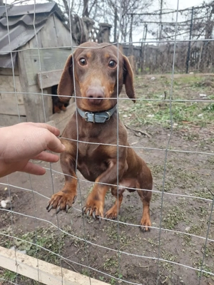 mascul teckel  - imagine 2