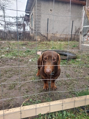 mascul teckel  - imagine 4