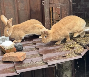 Vând iepuroaice (surori-1 an) uriaș german - imagine 4