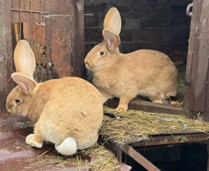Vând iepuroaice (surori-1 an) uriaș german