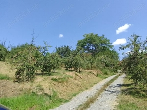 Teren extravilan  cu casuta vie si livada la 15 min. de baile Tasnad - imagine 3