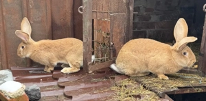 Vând iepuroaice (surori-1 an) uriaș german - imagine 3