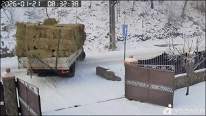 Baloți de lucernă cu semănătură 