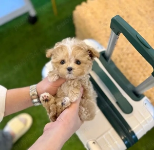 pui de poodle  - imagine 4