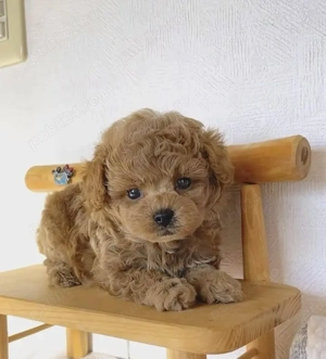 pui de poodle  - imagine 5