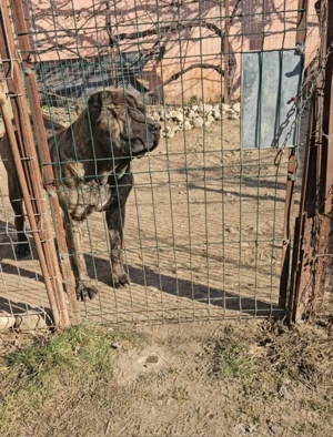 Mascul de vânzare presa canario din părinți cu pedigree mai multe detalii la nr de telefon  - imagine 2