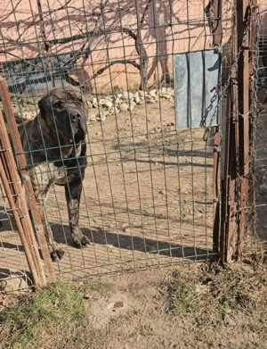 Mascul de vânzare presa canario din părinți cu pedigree mai multe detalii la nr de telefon 