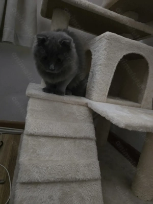 British Shorthair  Blue  - imagine 2