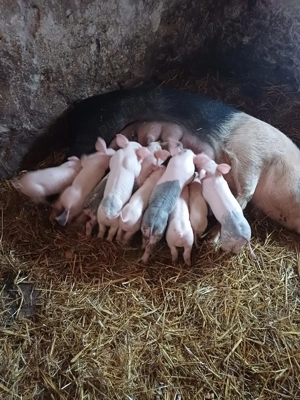 Scroafă cu purcei - imagine 3