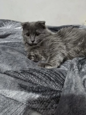 British Shorthair  Blue  - imagine 3