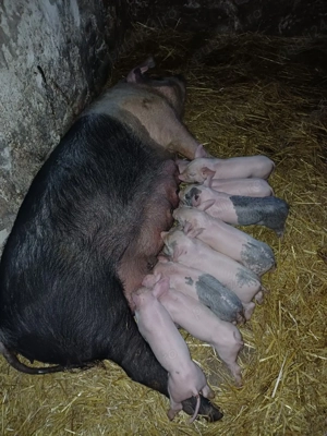 Scroafă cu purcei - imagine 2