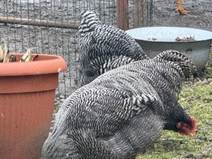 Cocoși rasa Plymouth rock barat - imagine 3