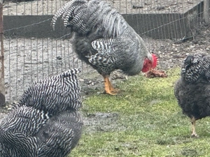Cocoși rasa Plymouth rock barat - imagine 4