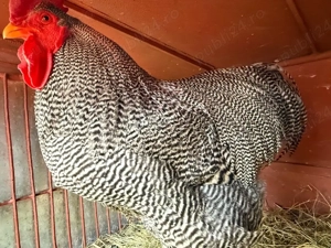 Cocoși rasa Plymouth rock barat