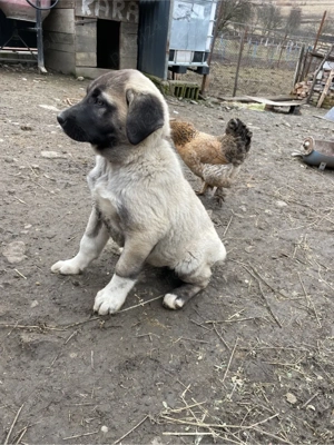 Femela Kangal pui  - imagine 2