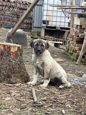 Femela Kangal pui  - imagine 3