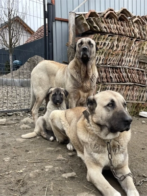 Femela Kangal pui  - imagine 5